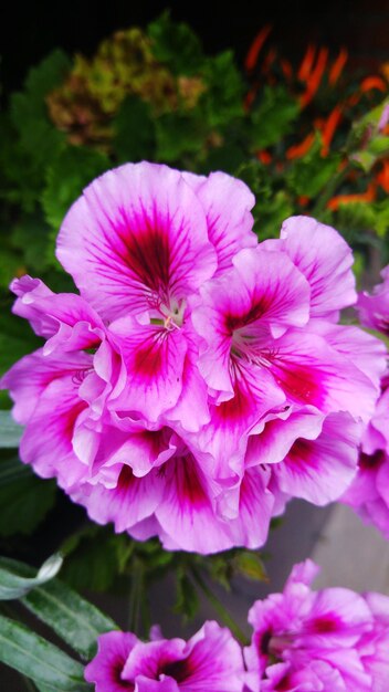 Close-up of pink flowers