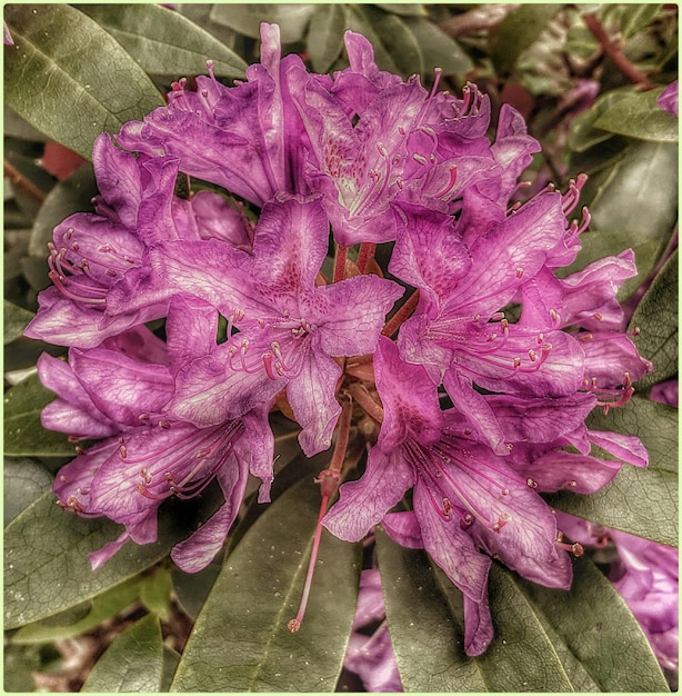 Close-up of pink flowers