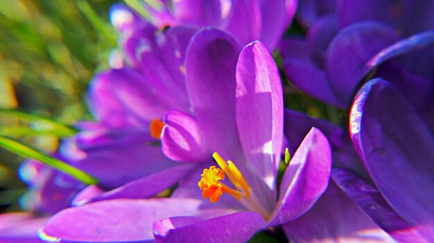 Close-up of pink flowers