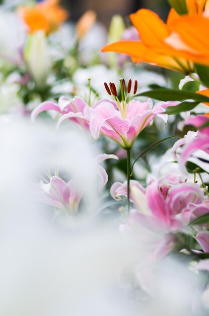 Close-up of pink flowers