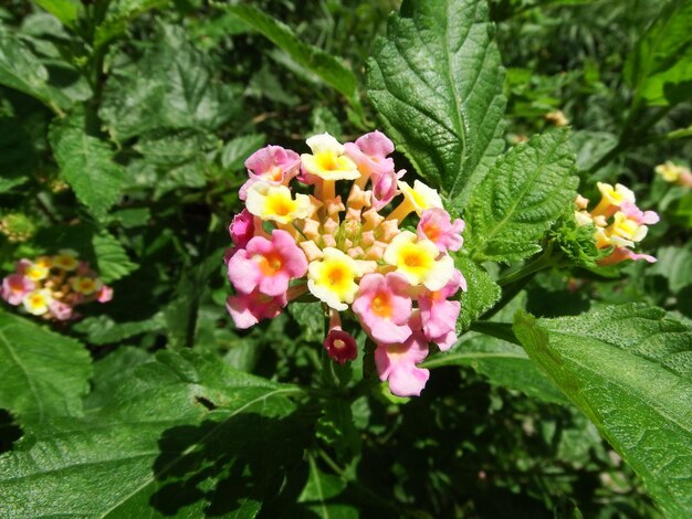 Close-up of pink flowers