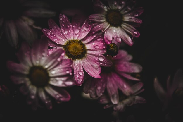 Photo close-up of pink flowers