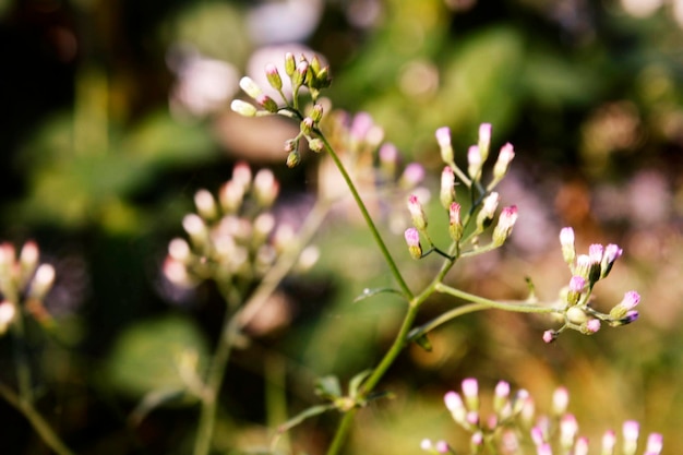 Photo close-up of pink flowers