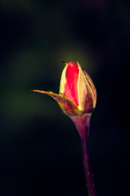 Foto close-up di fiori rosa