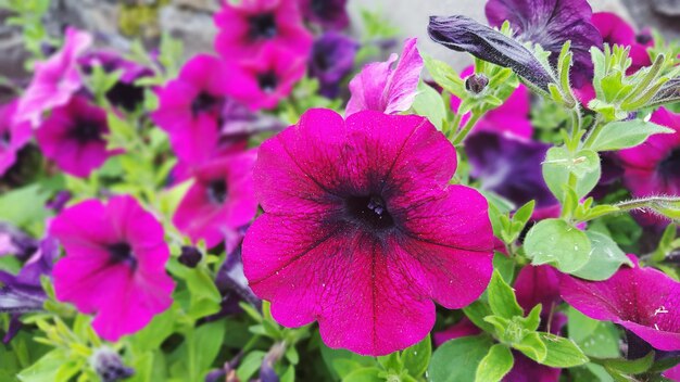 Photo close-up of pink flowers