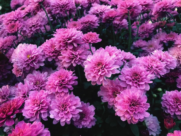 Foto close-up di fiori rosa