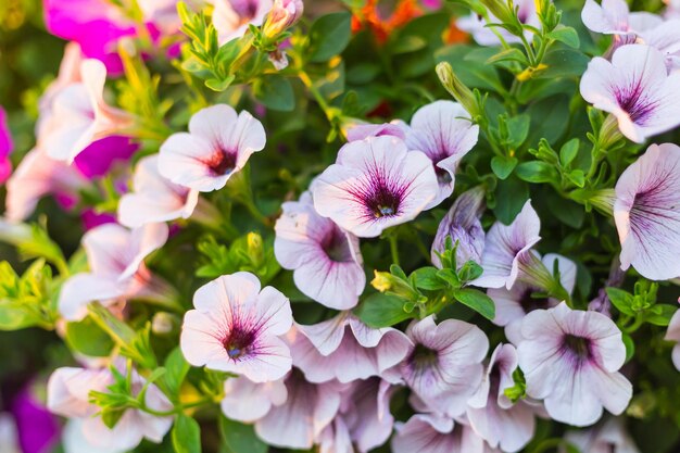 Close-up of pink flowers