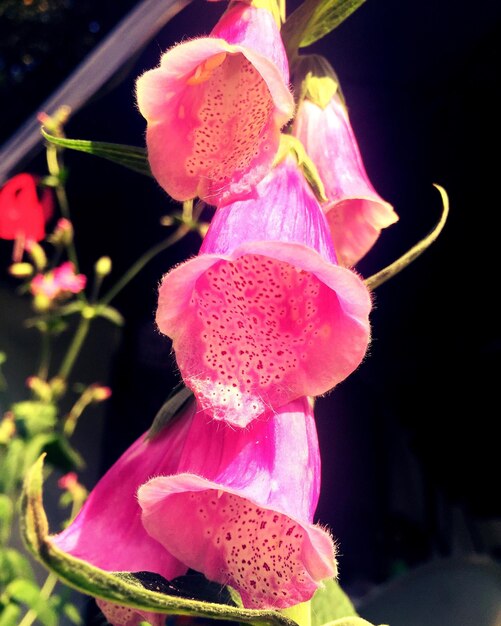 Foto close-up di fiori rosa