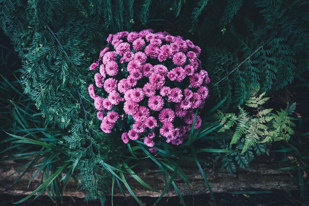 Close-up of pink flowers