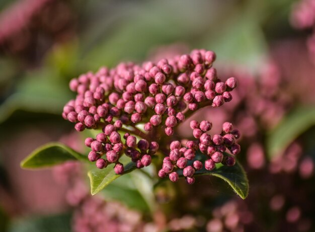 Photo close-up of pink flowers