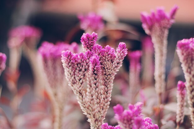 Foto close-up di fiori rosa