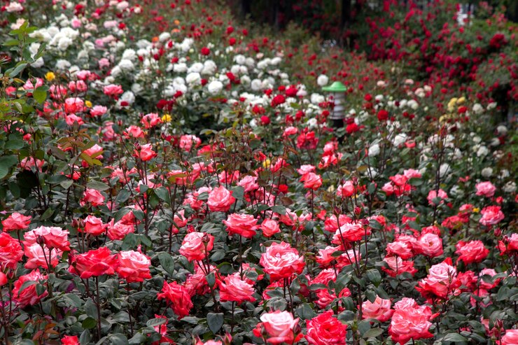 Photo ピンクの花のクローズアップ