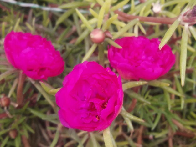 ピンクの花のクローズアップ