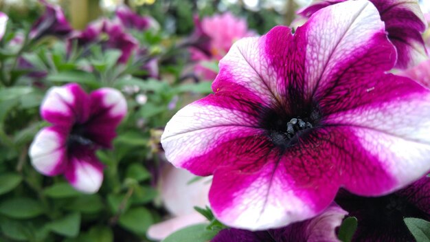 Photo close-up of pink flowers