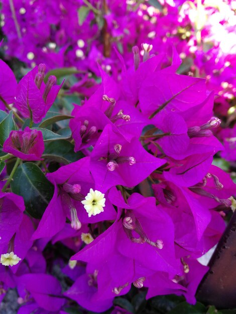 Close-up of pink flowers