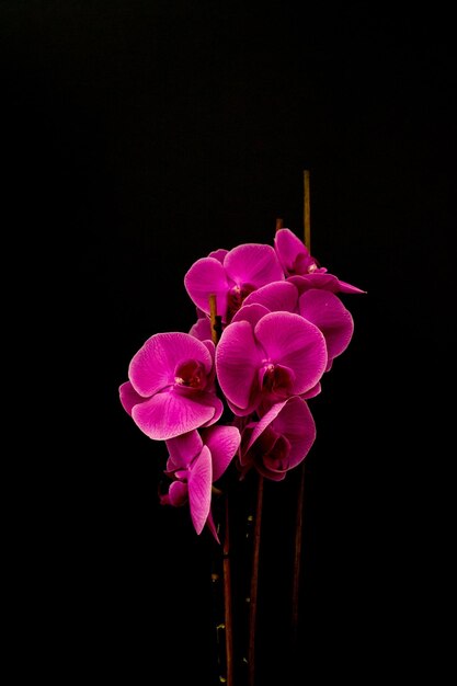 Photo close-up of pink flowers