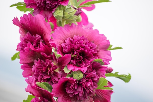 ピンクの花のクローズアップ