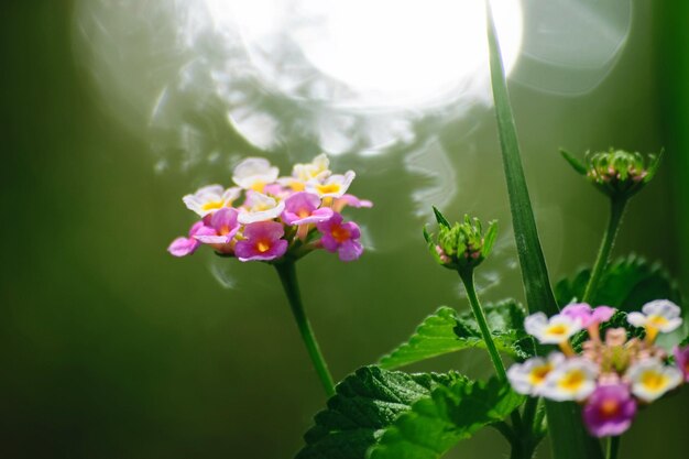 Close-up of pink flowers