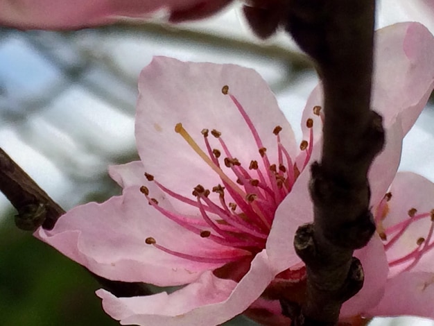 Foto close-up di fiori rosa