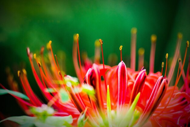 Foto close-up di fiori rosa