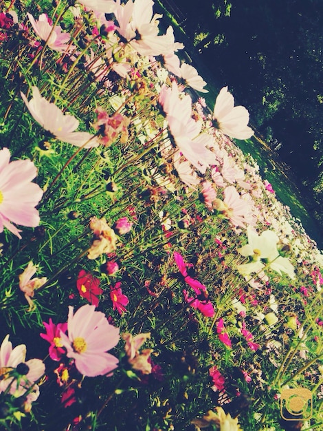 Foto close-up di fiori rosa