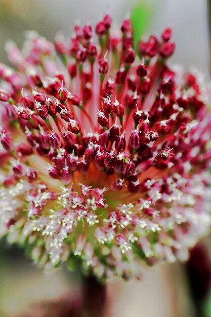 Photo close-up of pink flowers