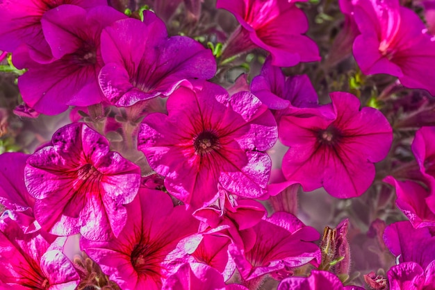 Photo close-up of pink flowers