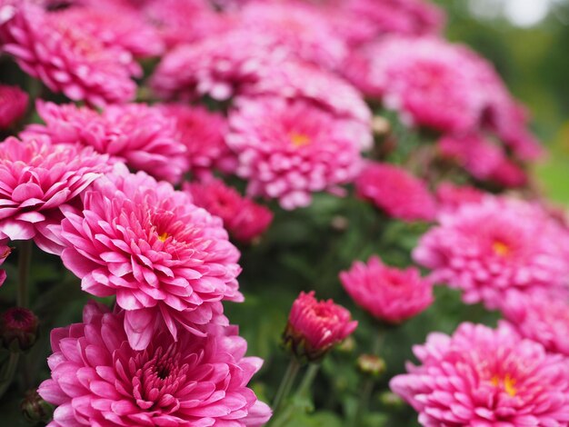 Close-up of pink flowers