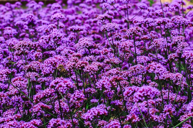 Close-up of pink flowers