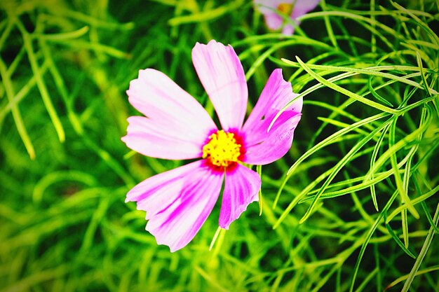 Foto close-up di fiori rosa