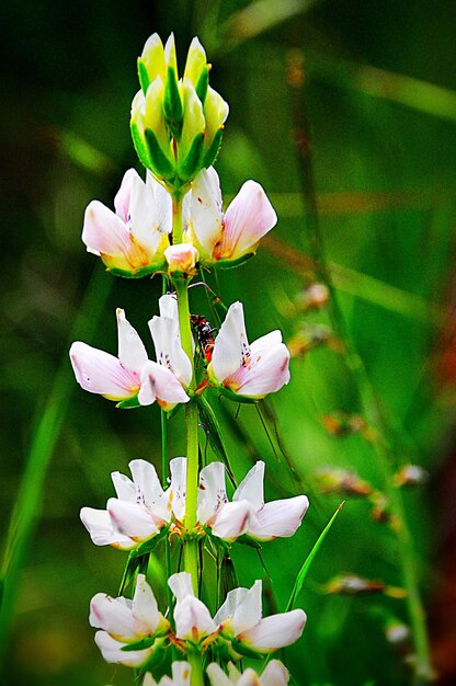 Close-up of pink flowers