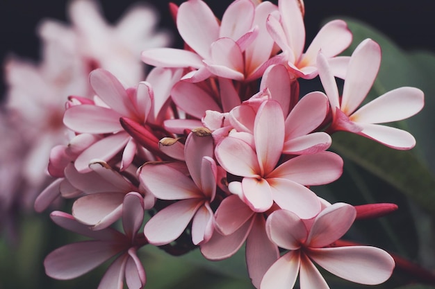 ピンクの花のクローズアップ