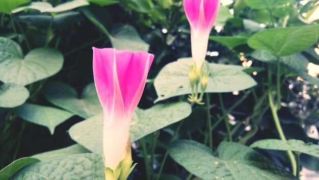 Close-up of pink flowers