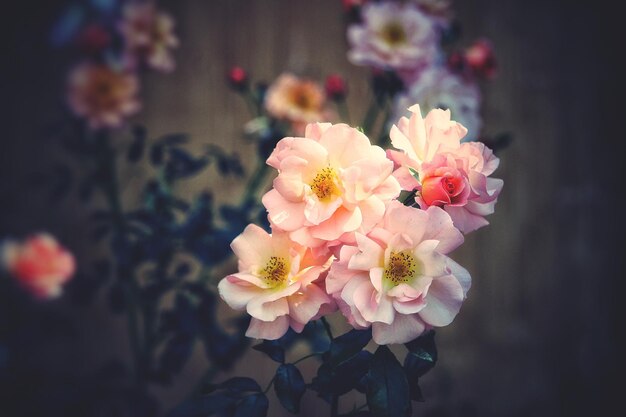 Photo close-up of pink flowers