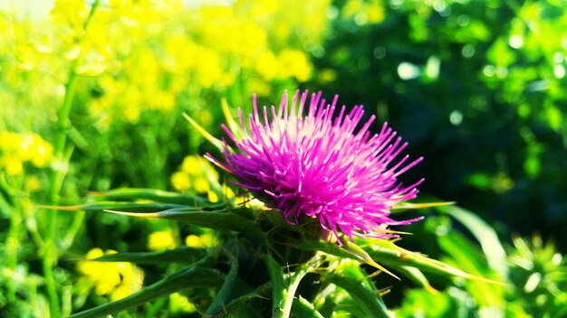 Close-up of pink flowers