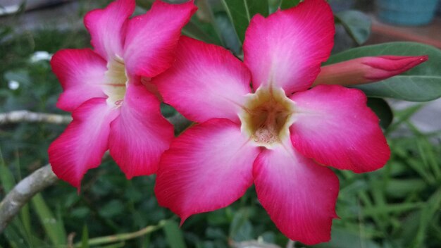 Close-up of pink flowers