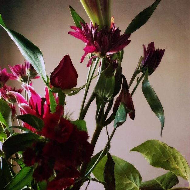 Close-up of pink flowers