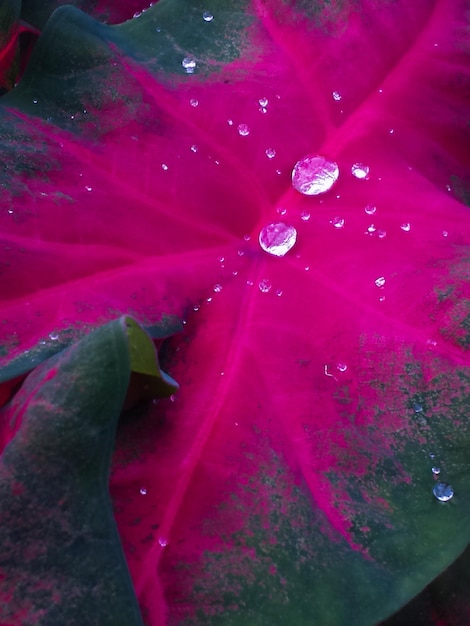 Photo close-up of pink flowers