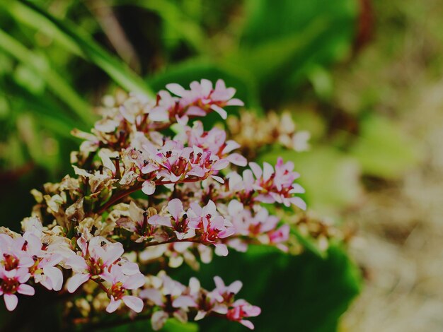 ピンクの花のクローズアップ