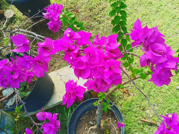 Close-up of pink flowers