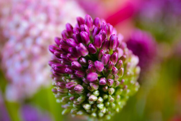 Photo close-up of pink flowers