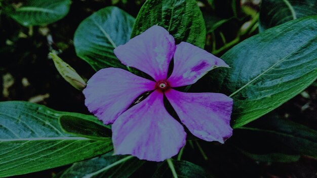 Foto close-up di fiori rosa