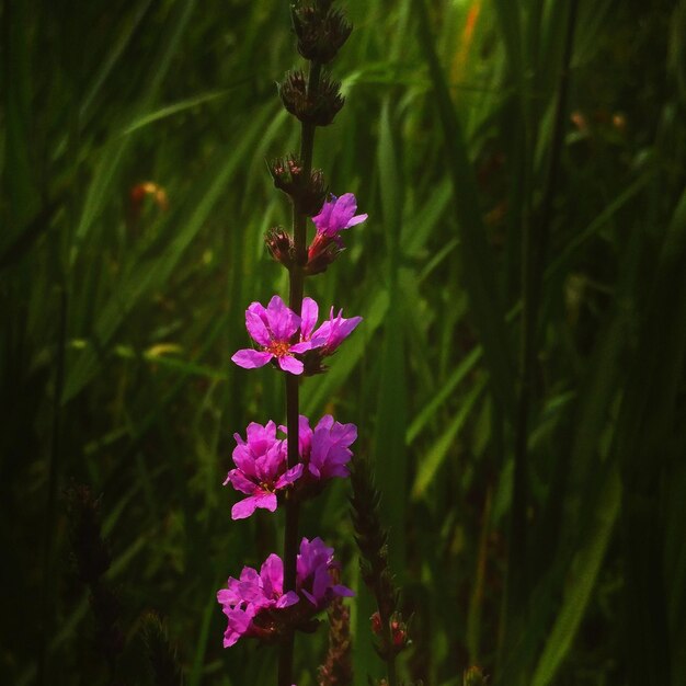 Close-up of pink flowers