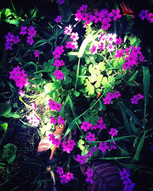 Close-up of pink flowers