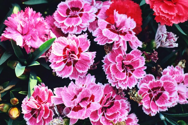 Close-up of pink flowers