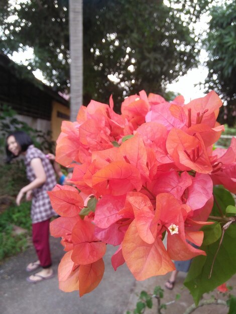 Close-up of pink flowers