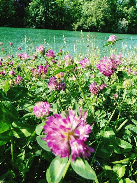 Close-up of pink flowers