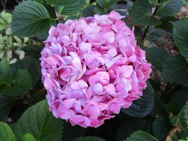 Foto close-up di fiori rosa