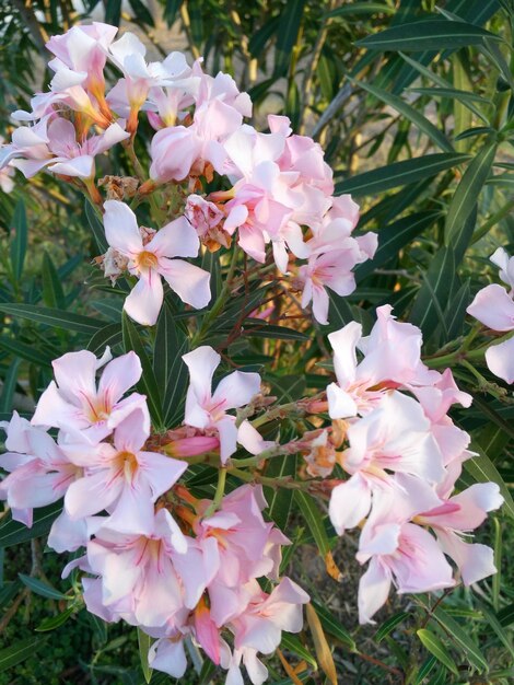 Close-up of pink flowers