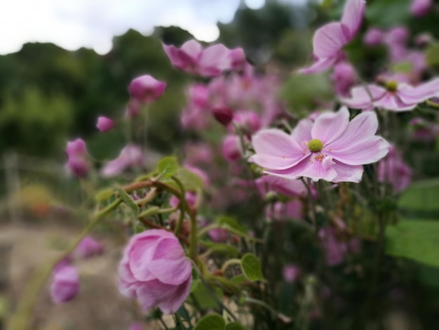 Foto close-up di fiori rosa